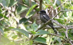 Pachyramphus polychopterus