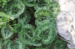 Cyclamen