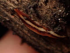 Newzealandia