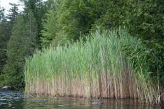 Phragmites australis