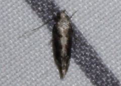 Coleotechnites florae