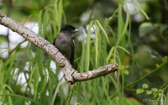 Pachyramphus polychopterus