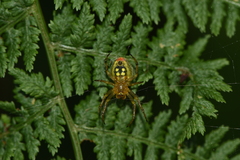 Araniella alpica