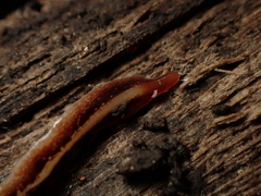 Newzealandia