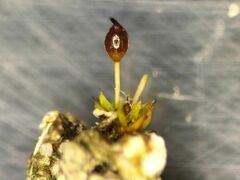 Microbryum davallianum