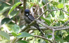 Pachyramphus polychopterus