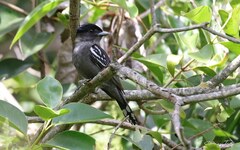 Pachyramphus polychopterus