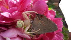 Misumenops callinurus