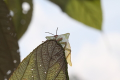 Tessaratomidae