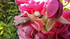 Misumenops callinurus