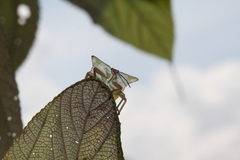 Tessaratomidae