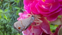 Misumenops callinurus