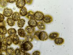 Microbryum davallianum