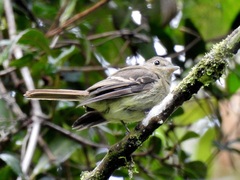 Lathrotriccus euleri
