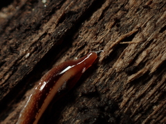 Newzealandia