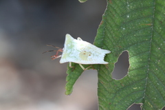 Tessaratomidae