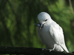 Atheriniformes