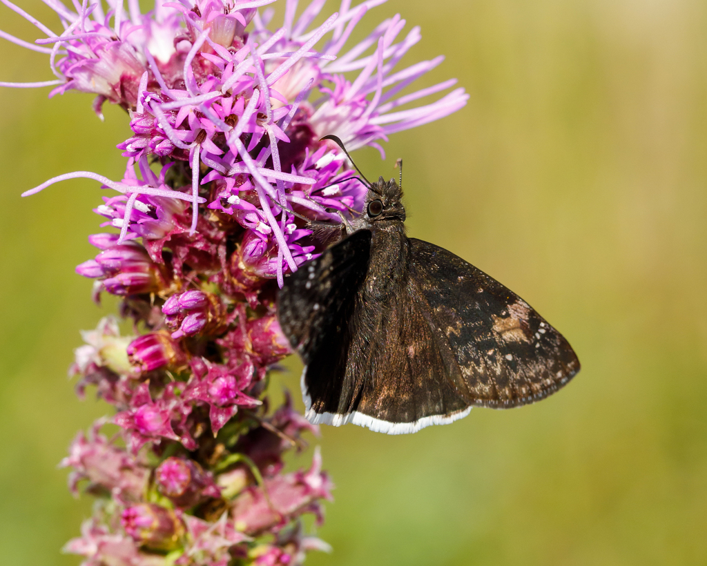 Funereal Duskywing