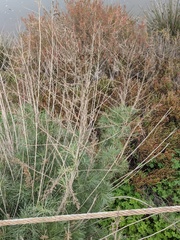 Artemisia californica