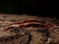 Newzealandia