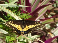 Papilio polyxenes stabilis
