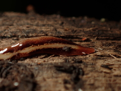 Newzealandia