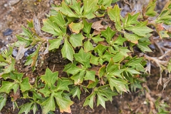 Azorella spinosa