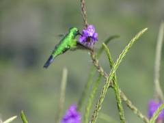 Chlorostilbon assimilis