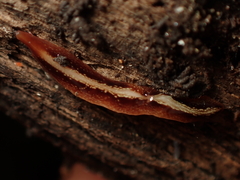 Newzealandia