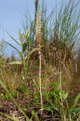Brachystele camporum