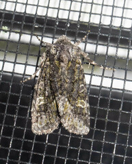 Lacinipolia olivacea