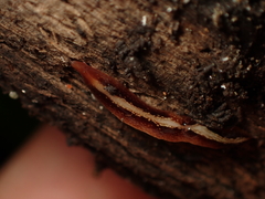 Newzealandia