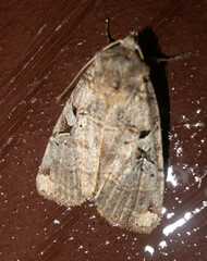 Xestia normanianus