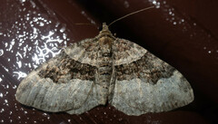 Xanthorhoe lacustrata