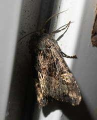 Euplexia benesimilis