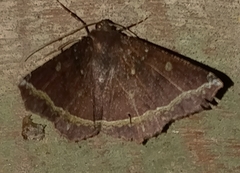 Synnomos firmamentaria