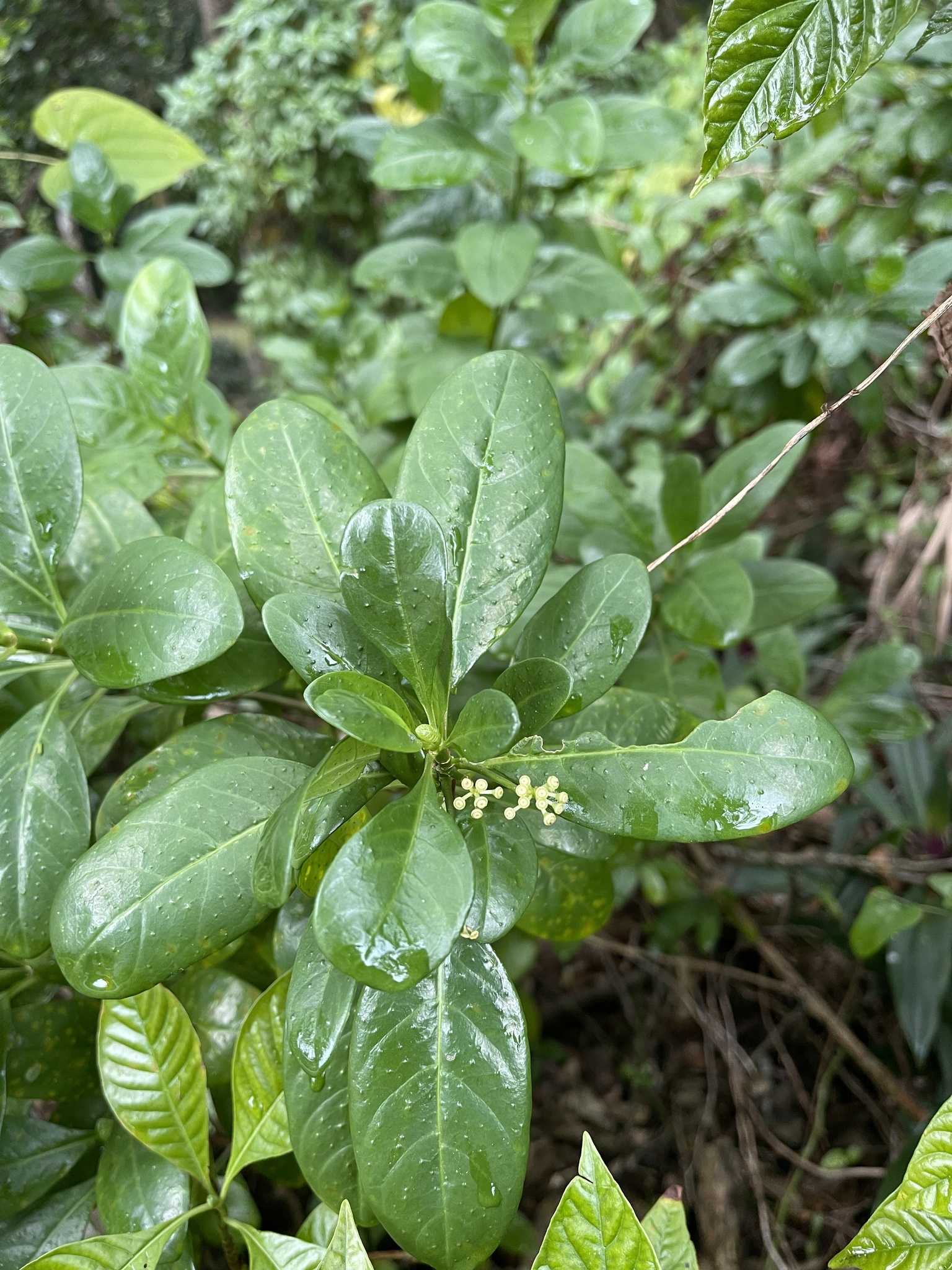 Dotted Wild Coffee (Psychotria punctata)