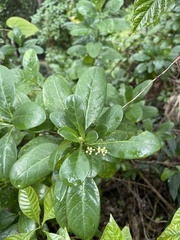 Psychotria punctata