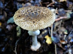 Amanita australis