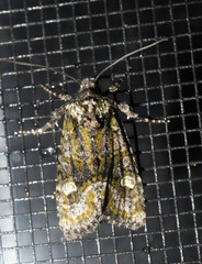 Lacinipolia olivacea