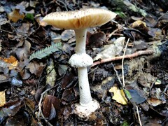 Amanita australis