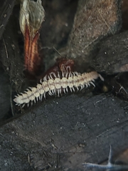 Nearctodesmidae