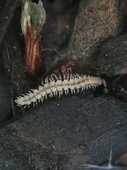 Nearctodesmidae