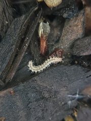Nearctodesmidae