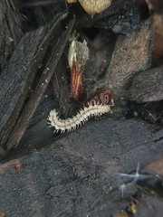 Nearctodesmidae