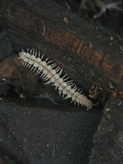 Nearctodesmidae