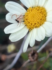 Sidymella trapezia