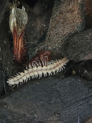 Nearctodesmidae