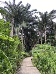 Raphia australis