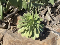 Aeonium urbicum
